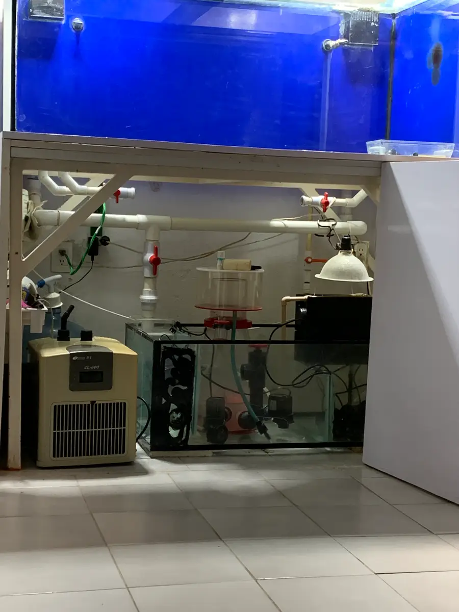 Pecera de 160 x70 ancho y 60 alto vidrio  de vidrio de 9” 670 litros 267 gal   Un sump 200 litros en vidrio de 6 “  90x 78x25     2- Espumadores octopus  1- enfriador resun cl600  funcionando bien