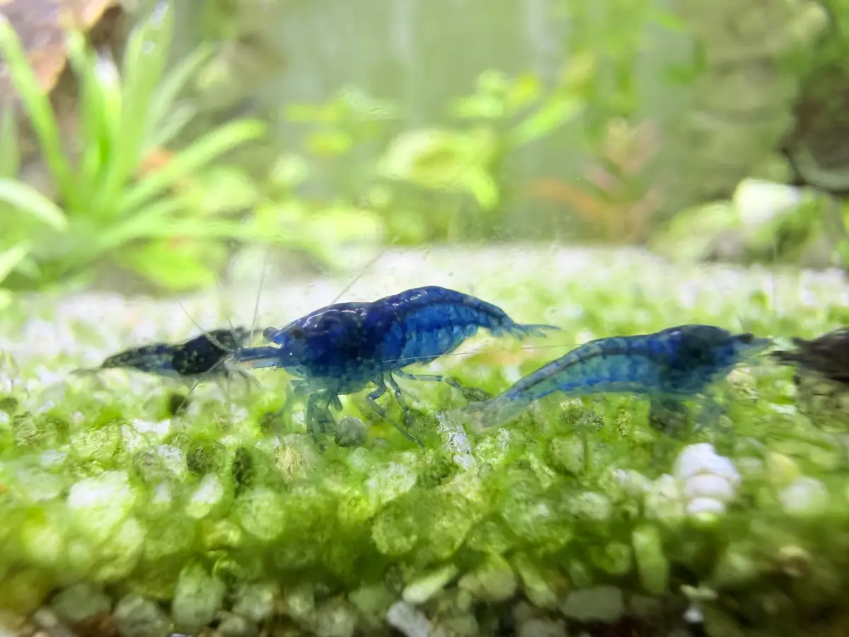 Neocaridina