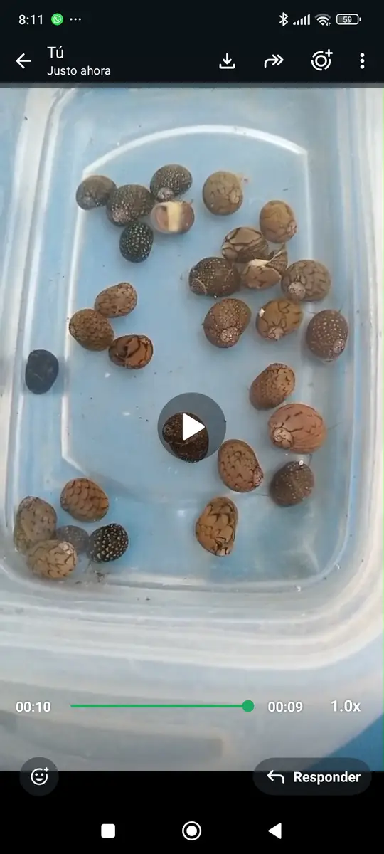Caracol neritina, troncos de mangle rojo