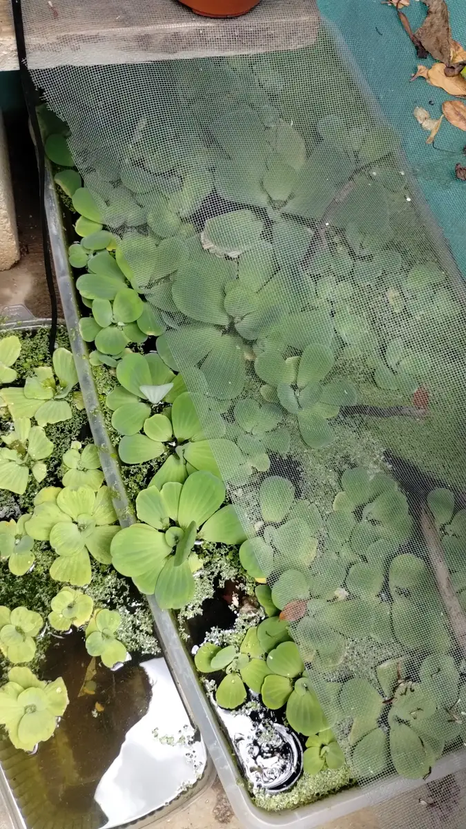 Lechugas de agua y lenteja de agua