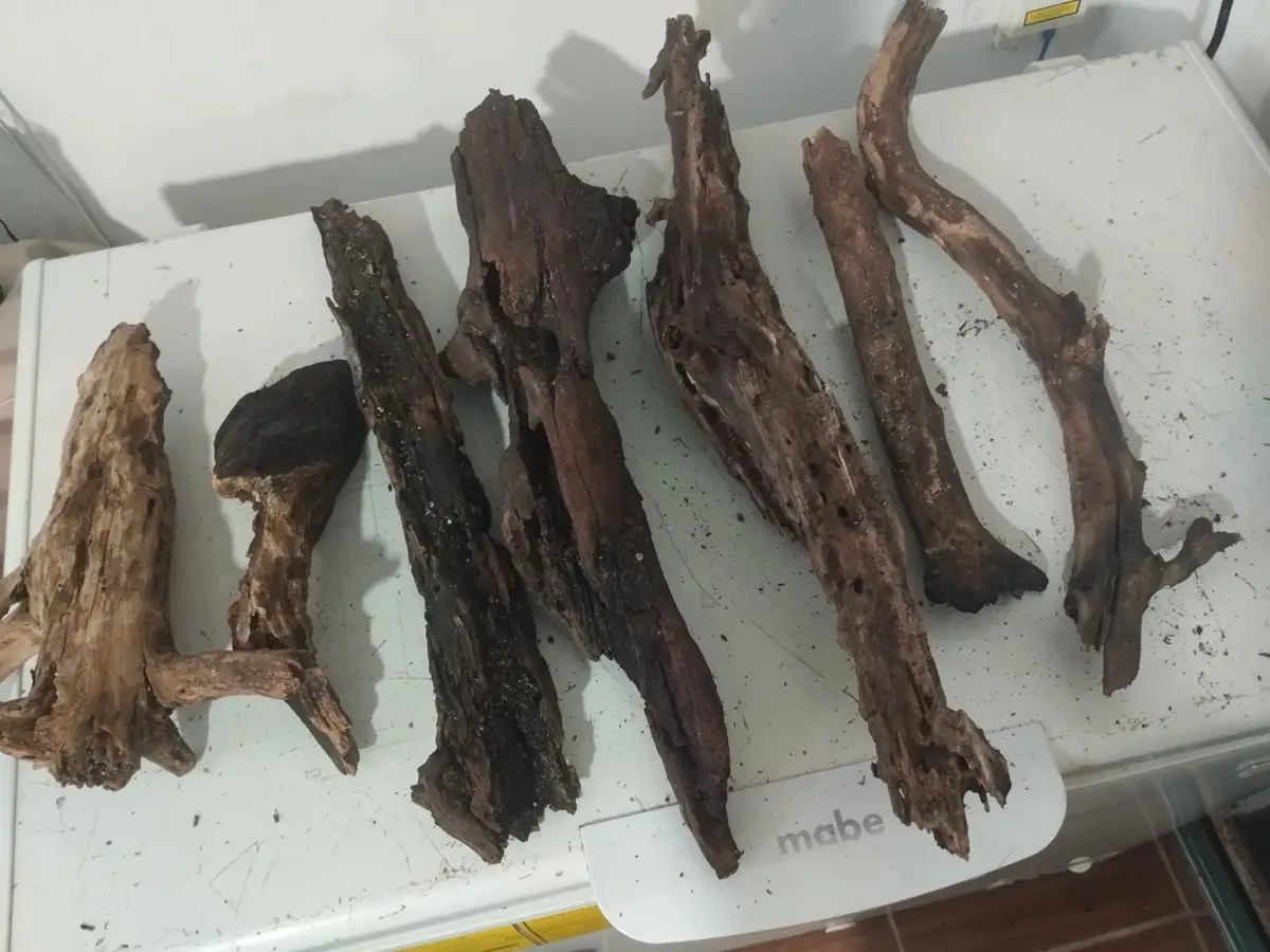 Troncos de mangle rojo