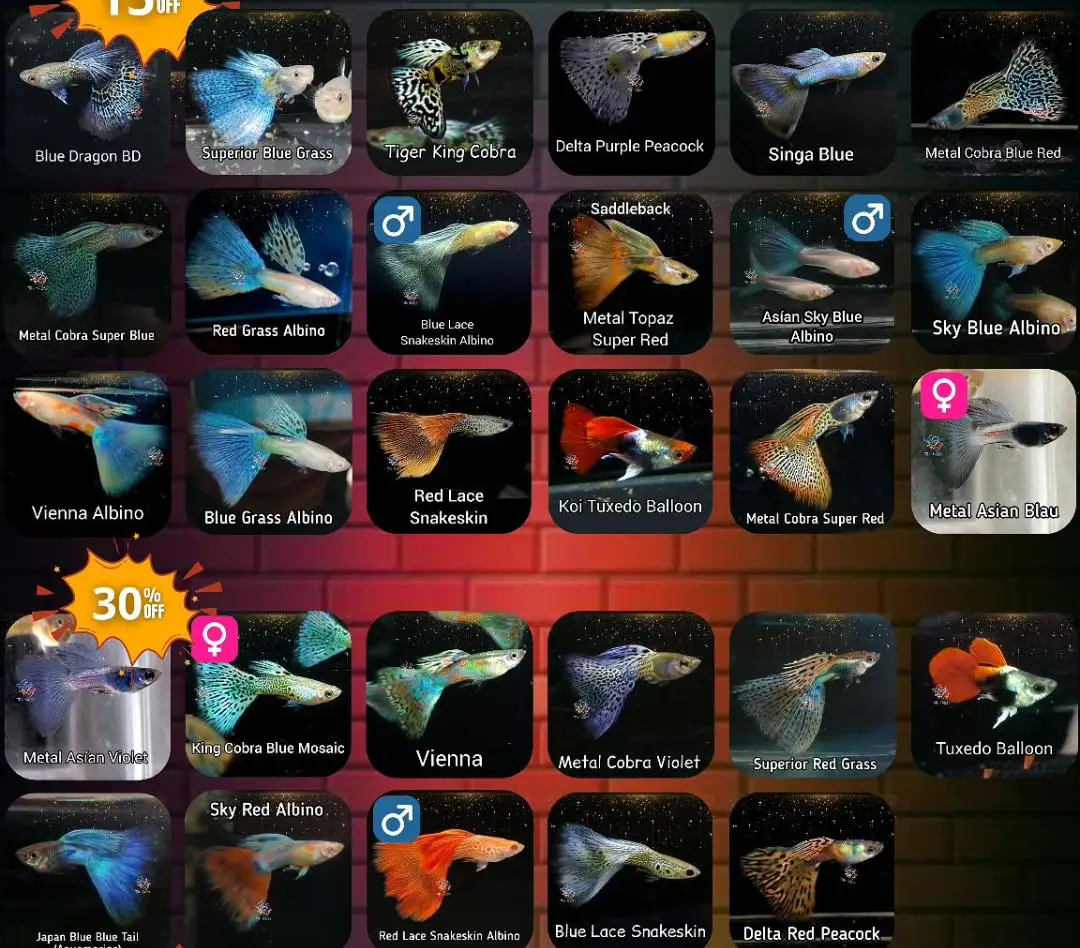 Guppys de línea
